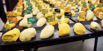 90分鐘任食貓山王等即開榴槤！任食品鑑Party直擊（有片）