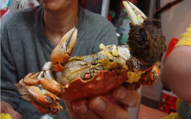 k胎蟹! 大細鉗的蟹