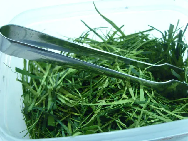 檸檬草也是任加的