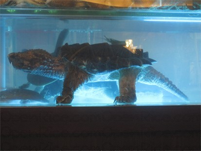 鱷魚龜