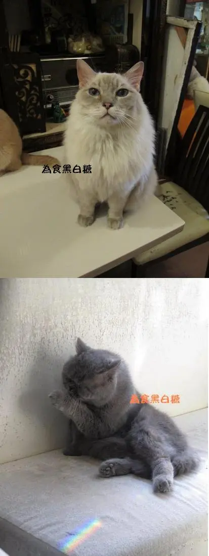 貓貓寫真