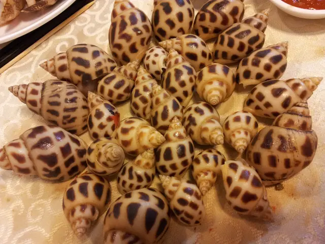 有大有小的花螺