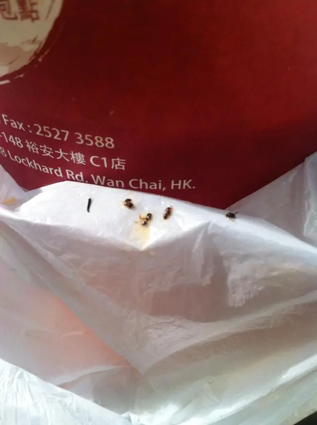 撞鬼,打撈到4條蟻屍