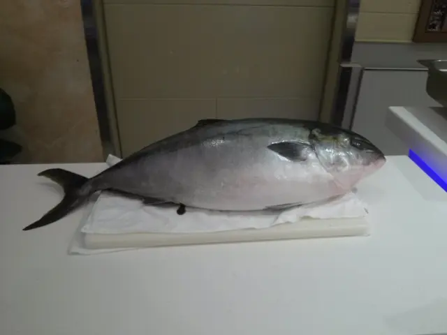 準備切開的大吞拿