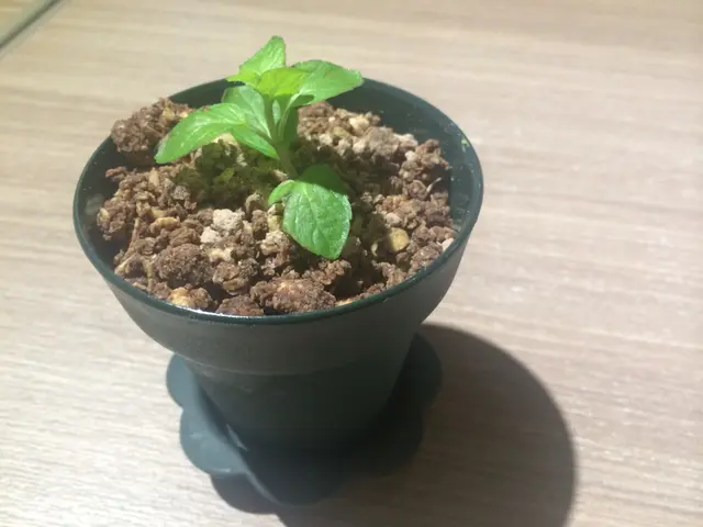 抹茶意大利凍餅