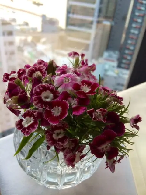 漂亮小花