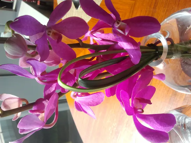 桌上小花+陽光真係好~~