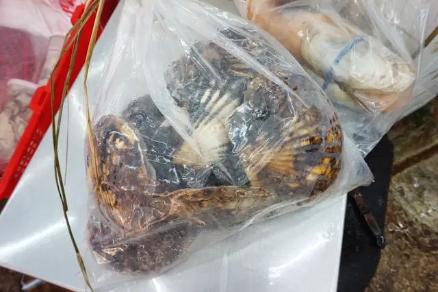 大扇貝