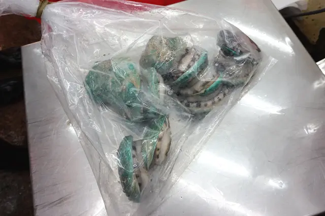 澳洲鮑魚