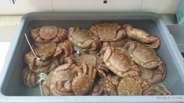 北海道毛蟹