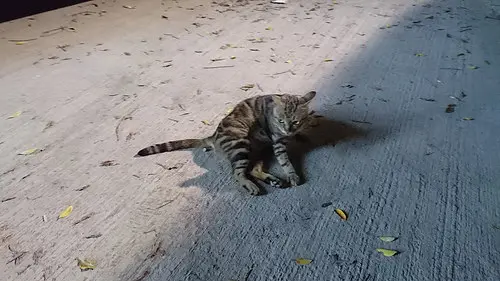 路邊的貓