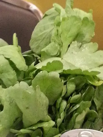 唐苛菜