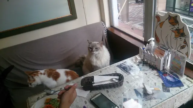 貓兒霸佔座位@.@
到了這裏,成了貓奴,不禁讓座