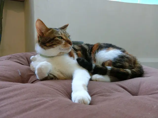 店內有幾隻小貓不怕人，可以摸摸喔