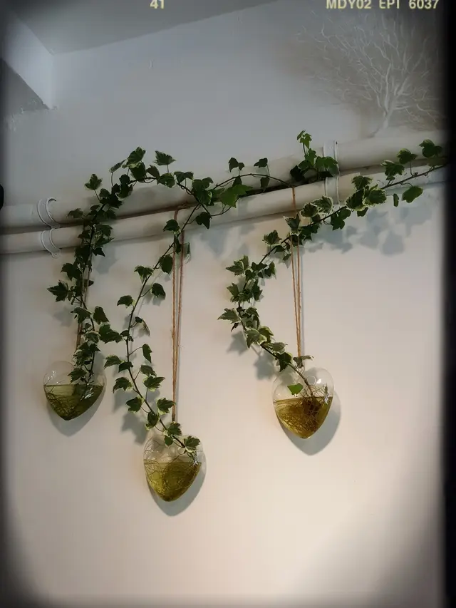 三盆攀藤以心形o既透明玻璃花瓶吊出