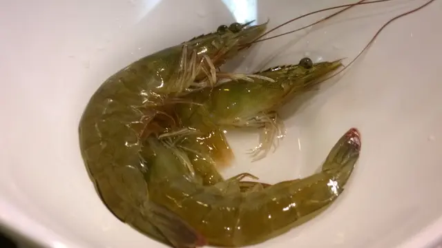 生蝦
