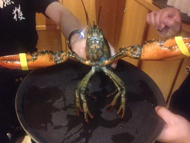 活波士頓龍蝦