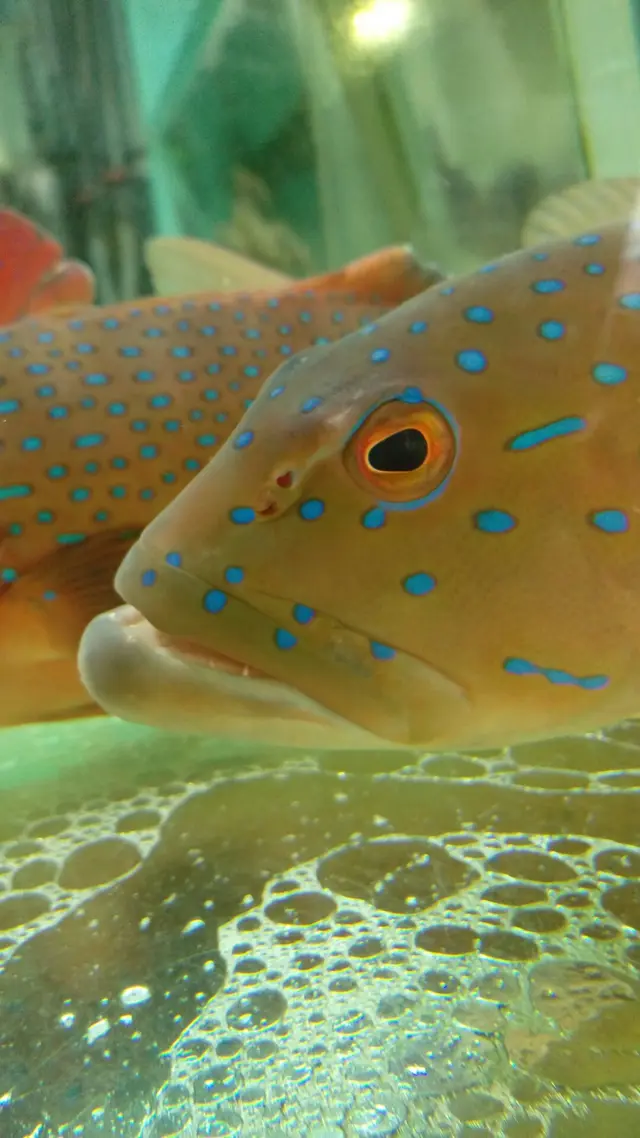 魚缸
