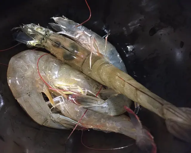 基圍蝦還是生的,在碗裡不停地生蝦咁跳,
所以要用蓋子蓋著,防止走「蝦」。😂🙈
可見「滿粥」的海鮮真的很新鮮呢!