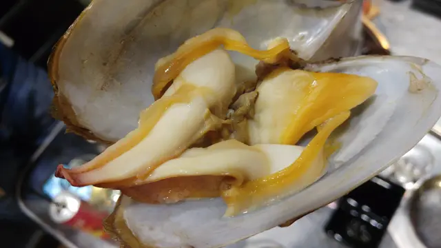 象拔蚌