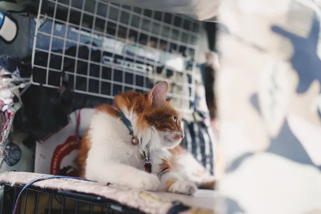 科記隻喵，科貓