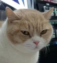 不良牛Gordon