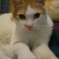 小貓子