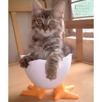 胃食豬