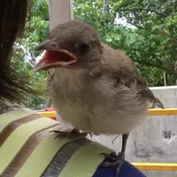 大頭貓