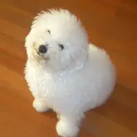 ca__ca