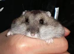wewe