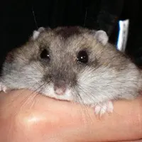 wewe