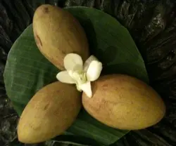 wawalala