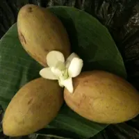 wawalala