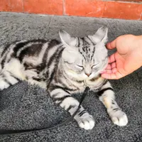 Karen仔
