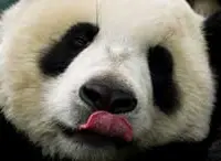 Panda Z