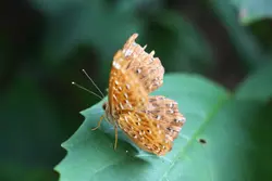 joeyeung
