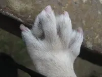 飛仔