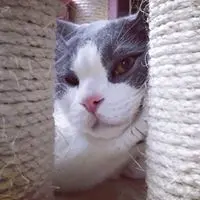 為食貓QQ
