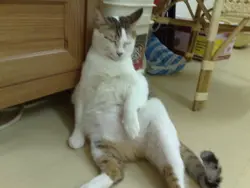 jupjup