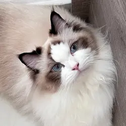 joyho