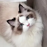 joyho