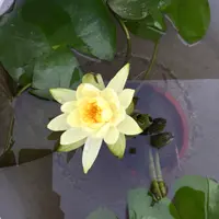 Cathytam