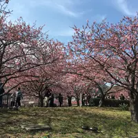 叮叮蘑菇