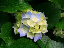 siucha