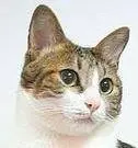 Eldie