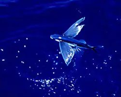 Flying fish