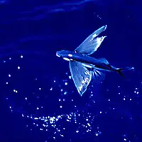 Flying fish