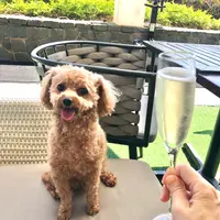 IE食神俠侶