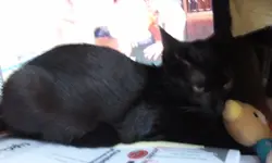 yi`